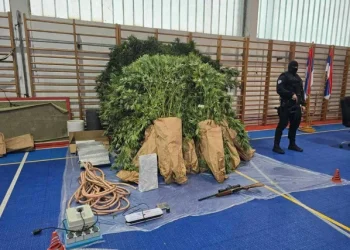 IMAO I IMPROVIZIRANI LABORATORIJ 60-godišnjak uzgajao marihuanu pored glavne ceste, pronašli mu i oružje