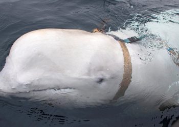 Je li voljeni kit za kojeg se sumnjalo da je ruski ‘špijun’ ubijen u Norveškoj?