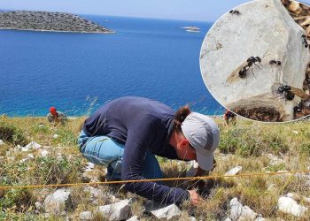 Jesu li mravi otporni na globalno zatopljenje? Znanstvenici s Ruđera istražuju jadranske otoke kao prirodne laboratorije…