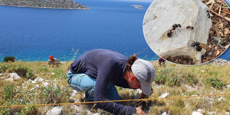 Jesu li mravi otporni na globalno zatopljenje? Znanstvenici s Ruđera istražuju jadranske otoke kao prirodne laboratorije…