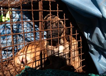 Južna Koreja otkriva novi plan za uzgajivače psećeg mesa — RT World News