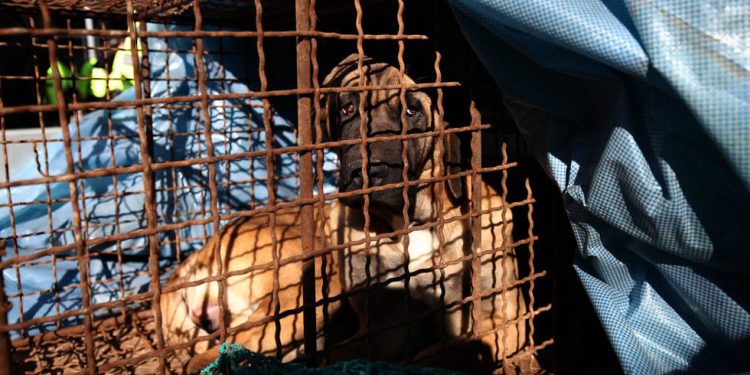 Južna Koreja otkriva novi plan za uzgajivače psećeg mesa — RT World News