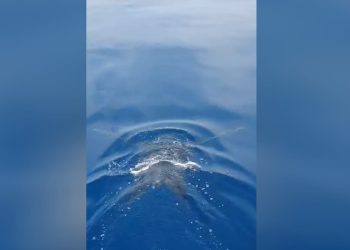 Kod nas je vrlo rijetka, postoji velika opasnost…