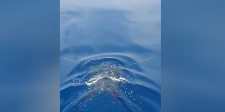 Kod nas je vrlo rijetka, postoji velika opasnost…