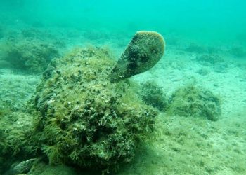 Kod otoka Zečevo pronađena živa periska