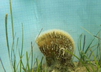 LIJEPA VIJEST U blizini Zadra pronađena još jedna živa periska!