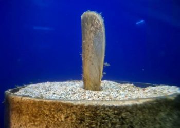 MORANA Najdugovječnija plemenita periska u kontroliranim uvjetima, dobro napreduje!