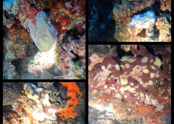 MORSKE SPUŽVE OBOLIJEVAJU – Mliječne ovojnice i bijele mrlje snimljene kod Makaraske i Brača!