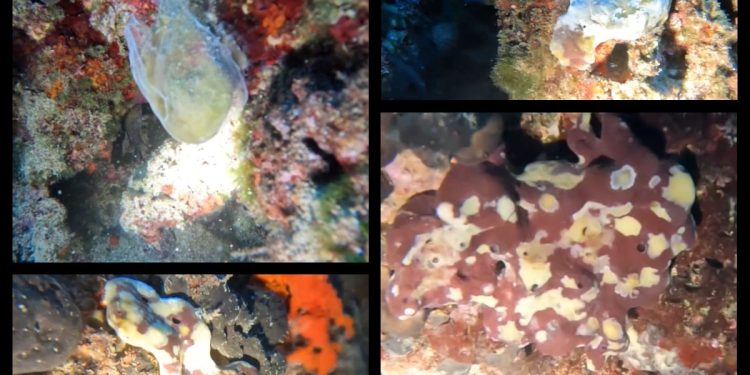 MORSKE SPUŽVE OBOLIJEVAJU – Mliječne ovojnice i bijele mrlje snimljene kod Makaraske i Brača!