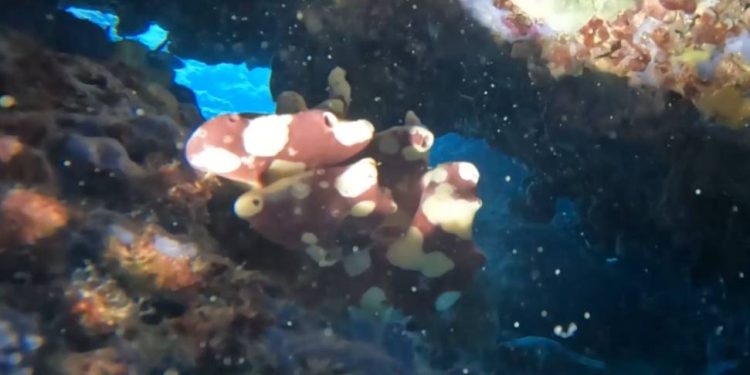 Masovni pomori morskih spužvi nisu ništa novo, one su jako osjetljive, no ima jedna dobra vijest!