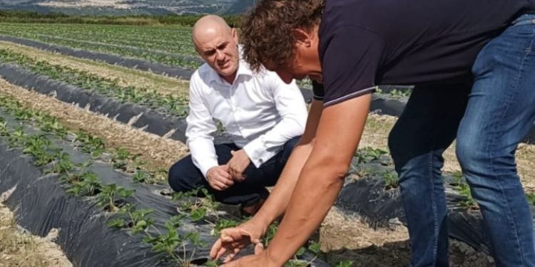 Ministar poljoprivrede, šumarstva i ribarstva u obilasku proizvođača doline Neretve