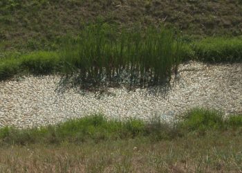 Mještani svjedoče groznim prizorima, smrad se širi: ‘Mrtve ribe duž 15 kilometara’