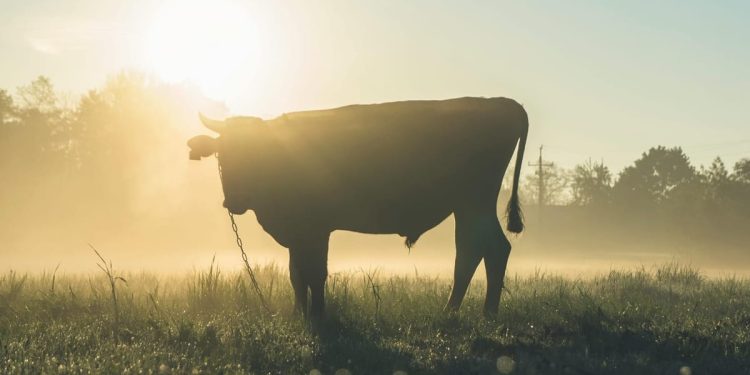 Netko je u Dalmaciji ukrao dva bika!