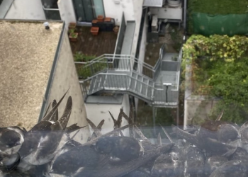 Nevrijeme izazvalo strahotu, neviđeni pomor: ‘Ako ih pronađete, ponesite ih pažljivo’