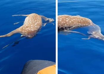 Otišao u podvodni ribolov pa između dva sjevernojadranska otoka naišao na mrtvu srnu!