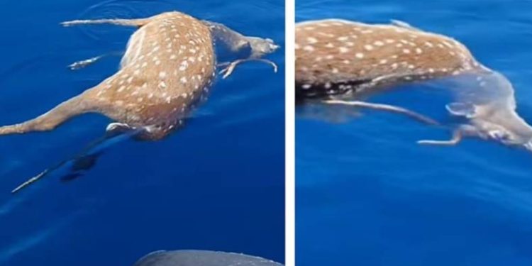 Otišao u podvodni ribolov pa između dva sjevernojadranska otoka naišao na mrtvu srnu!