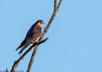 Otoci lastovskog i viškog arhipelaga ključne su točke na migracijskoj ruti brojnih ptica selica