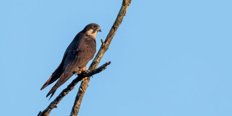 Otoci lastovskog i viškog arhipelaga ključne su točke na migracijskoj ruti brojnih ptica selica