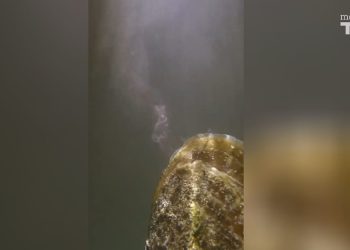 Hrvatski znanstvenici imaju izvrsne vijesti za periske: "Otkrili smo nešto nevjerojatno!"