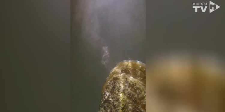 Hrvatski znanstvenici imaju izvrsne vijesti za periske: "Otkrili smo nešto nevjerojatno!"