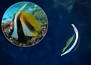PRVI OVAKAV NALAZ! Otkrivena “Riba zastava”, nova tropska vrsta u Jadranu