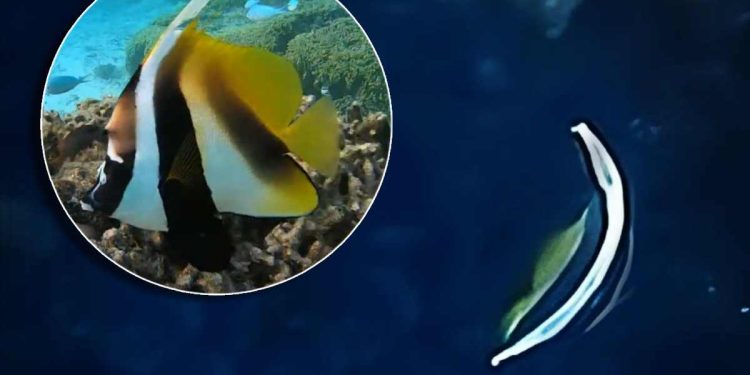 PRVI OVAKAV NALAZ! Otkrivena “Riba zastava”, nova tropska vrsta u Jadranu