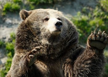 Planinar poharan od medvjeda, hospitaliziran s ‘teškim’ ozljedama: službeno