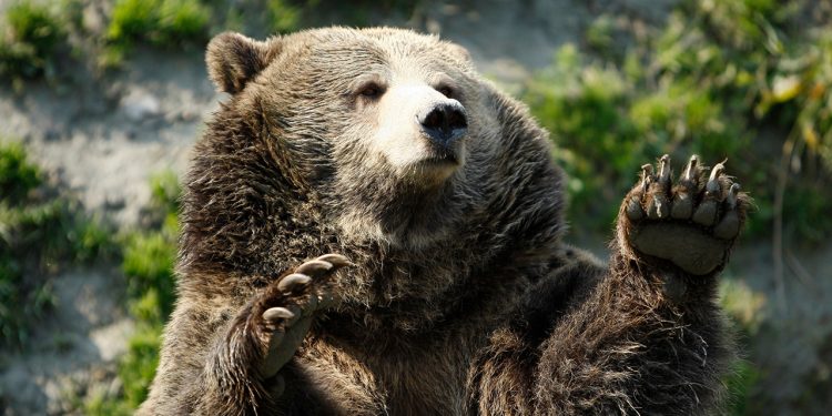 Planinar poharan od medvjeda, hospitaliziran s ‘teškim’ ozljedama: službeno