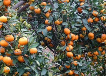 Počinje berba neretvanskih mandarina