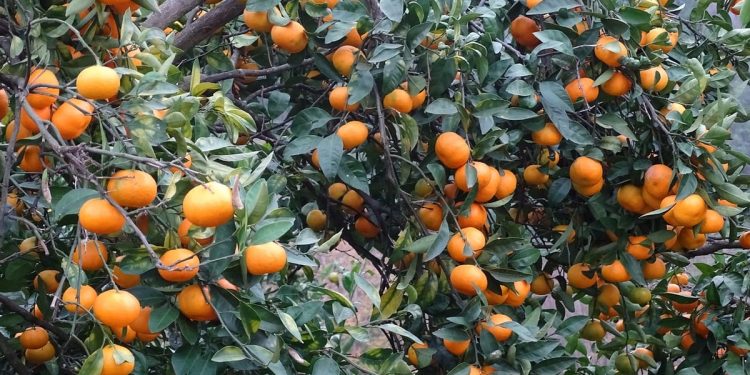 Počinje berba neretvanskih mandarina