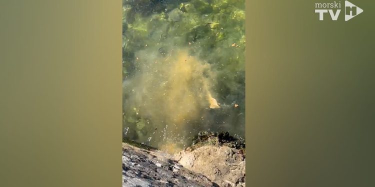 Pogledajte kako prazne septičku u more!