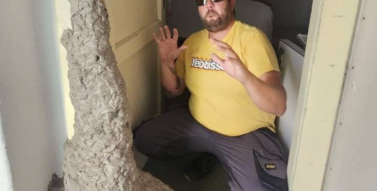 Pogledajte ovo gigantsko gnijezdo stršljenova snimljeno na Šolti!