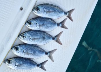 Premda brojna, mnogim ribolovcima ona je samo usputna i slučajna lovina