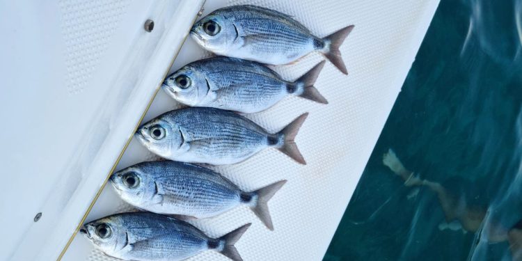 Premda brojna, mnogim ribolovcima ona je samo usputna i slučajna lovina