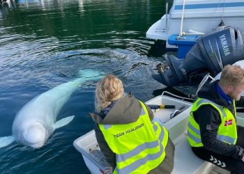 ‘Putinov kit špijun’ pronađen mrtav u Norveškoj — RT World News