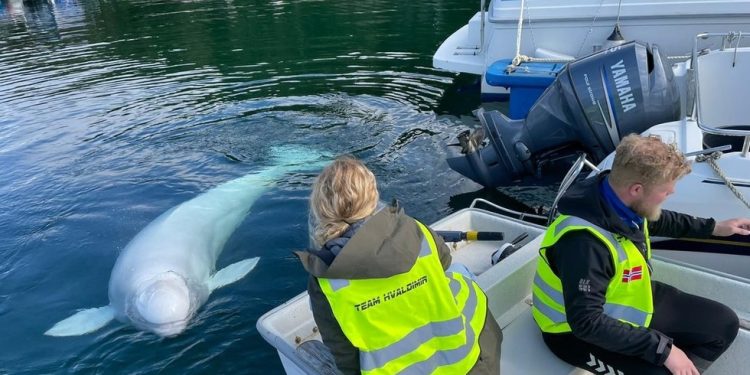 ‘Putinov kit špijun’ pronađen mrtav u Norveškoj — RT World News