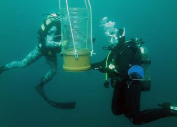 SAD IH JE 30 ZDRAVIH NA JADRANU! Preseljenje periski sa šibenskog uzgajališta u more