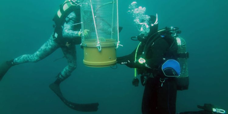 SAD IH JE 30 ZDRAVIH NA JADRANU! Preseljenje periski sa šibenskog uzgajališta u more