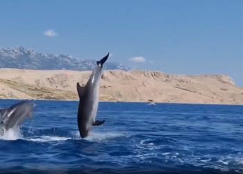 SRAMOTNI KADROVI Turisti gumenjakom kod Paga uletjeli među jato dupina