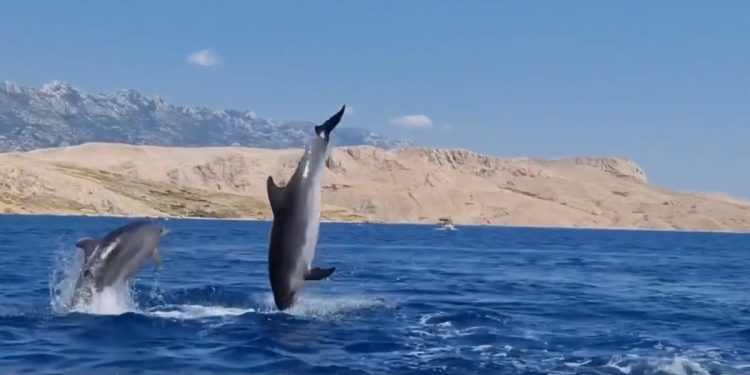 SRAMOTNI KADROVI Turisti gumenjakom kod Paga uletjeli među jato dupina