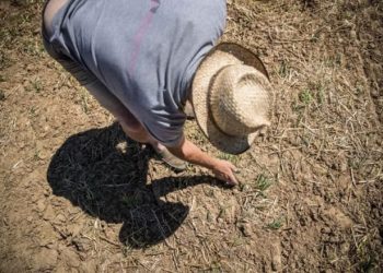 SUŠA STVARA OGROMNE PROBLEME Vlada Posavske županije proglasila stanje prirodne nesreće
