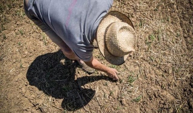 SUŠA STVARA OGROMNE PROBLEME Vlada Posavske županije proglasila stanje prirodne nesreće