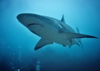 Sivi grebenski morski psi napuštaju koraljne grebene zbog porasta temperature mora