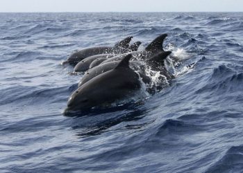 Strava u Hrvatskoj. Turisti gumenjakom namjerno ulaze među jato dupina
