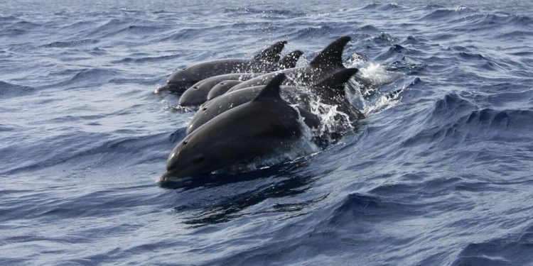 Strava u Hrvatskoj. Turisti gumenjakom namjerno ulaze među jato dupina