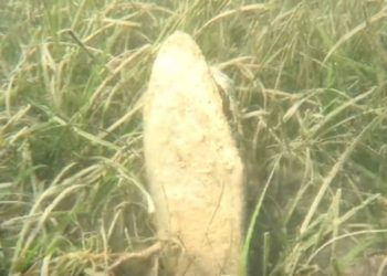 U Dalmaciji pronađena još jedna živa periska. Dobila je predivno hrvatsko ime