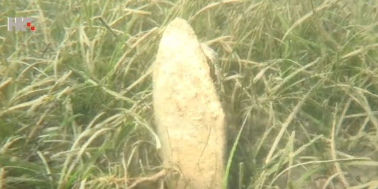 U Dalmaciji pronađena još jedna živa periska. Dobila je predivno hrvatsko ime