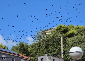 VELIKA SELIDBA Ptice napuštaju Žrnovnicu