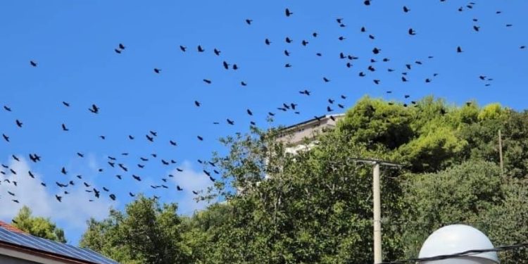 VELIKA SELIDBA Ptice napuštaju Žrnovnicu