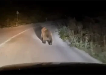 VIDEO Medvjed snimljen na putu Berkovići-Nevesinje
